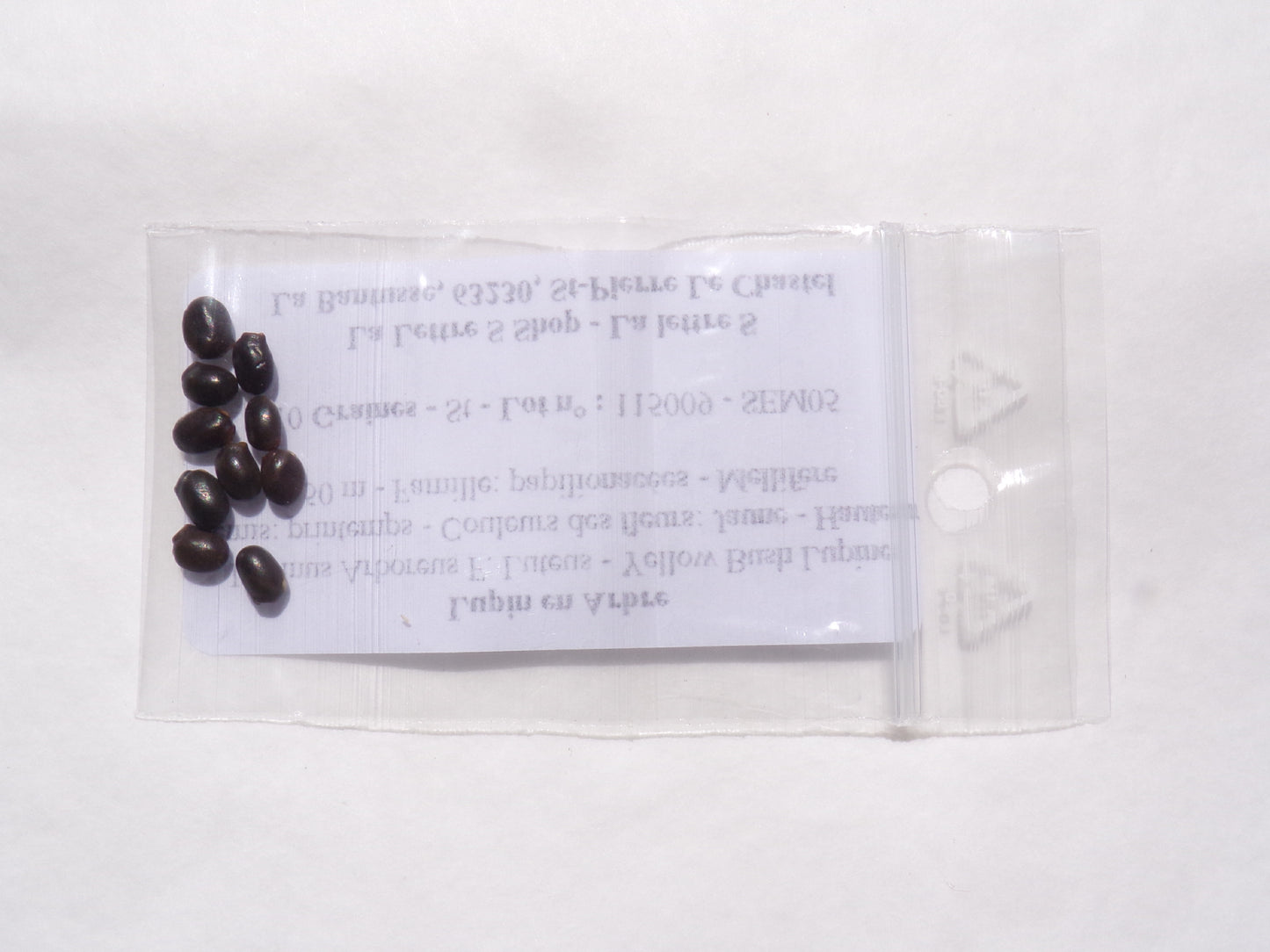 Lupin en Arbre - Lupinus Arboreus F. Luteus - SEM05