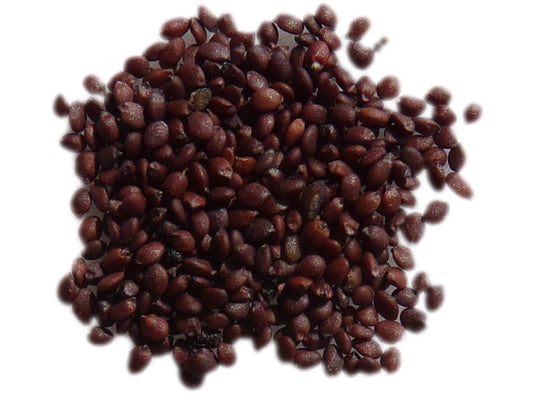 Origan Vivace (Marjolaine Vivace) Bio - Origanum Vulgare - SEM21