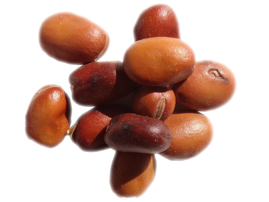 Féverole de Printemps - Vicia Faba L. (Engrais Vert) - SEM27