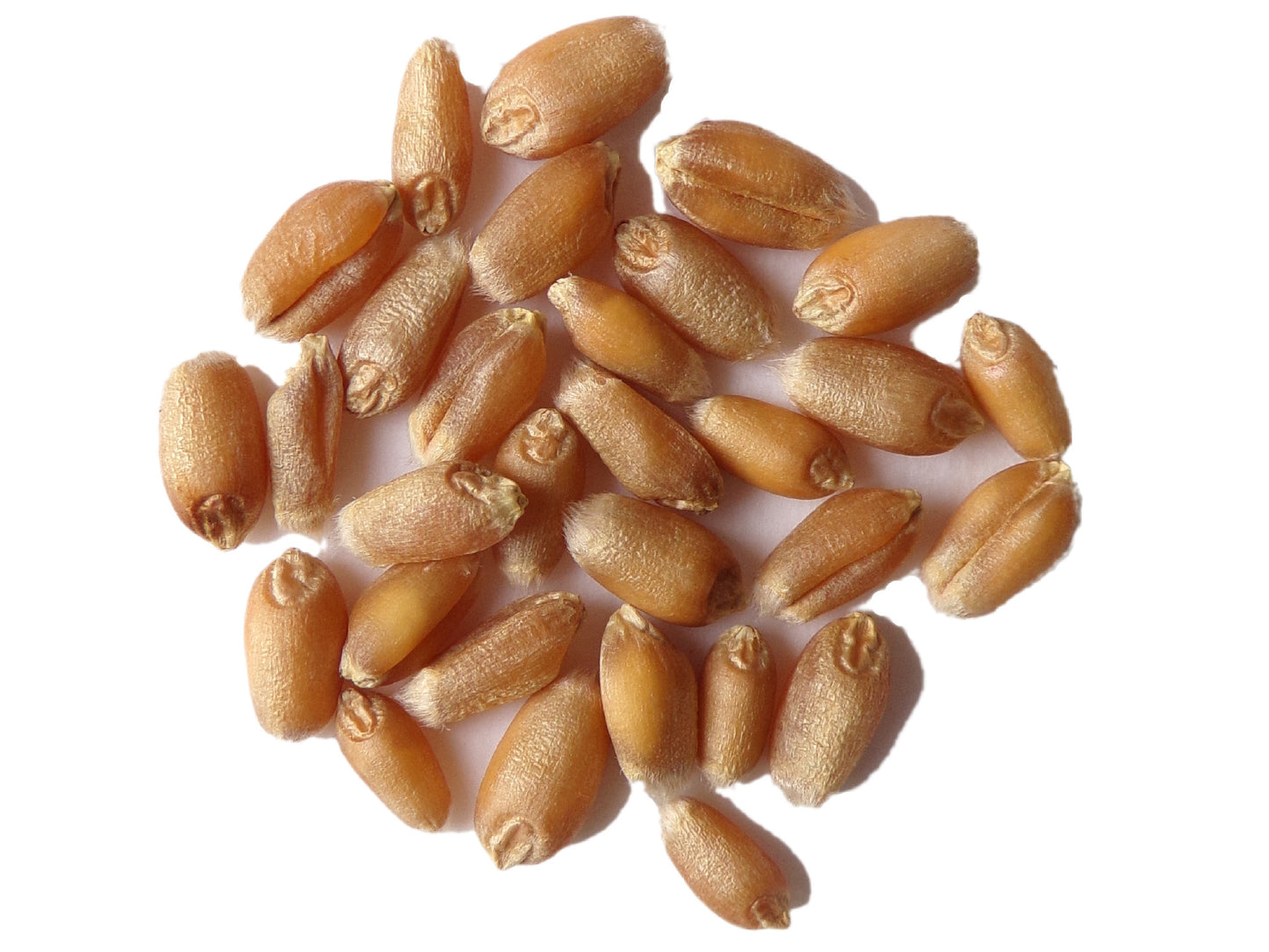 Blé Tendre d´Hiver - Triticum Aestivum L. - SEM27