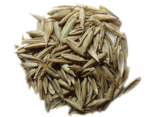 Fétuque Elevée - Festuca Arundinacea (Engrais Vert) SEM14