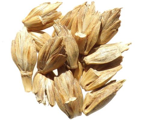 Farro - Triticum Spelta - SEM27