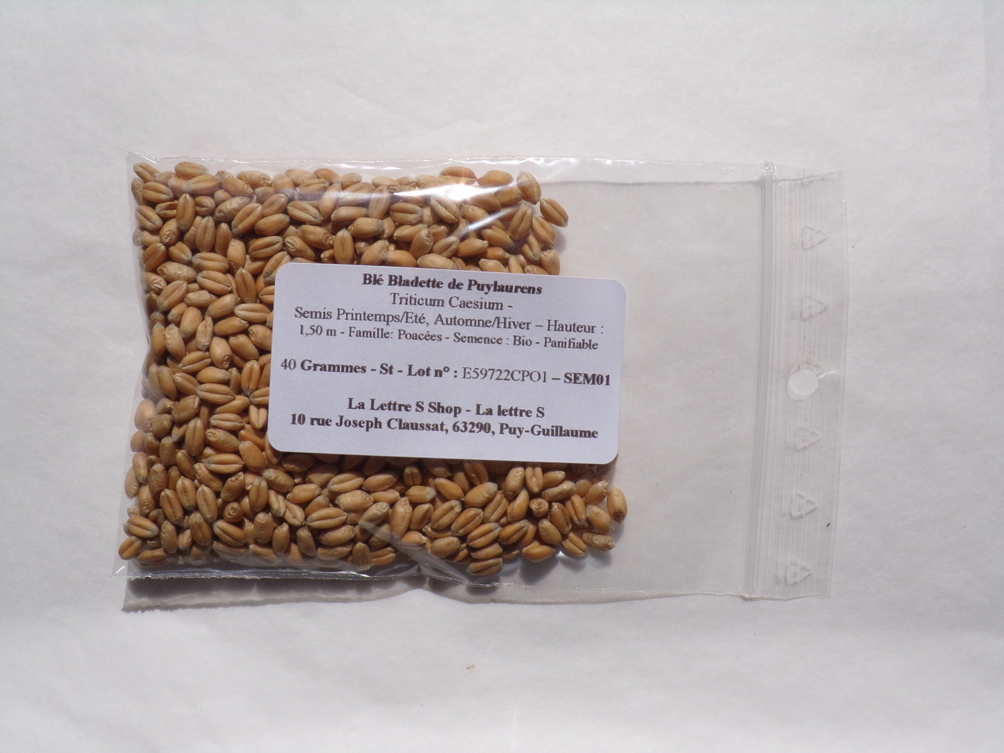 Blé Bladette de Puylaurens - Triticum Aesium (Engrais Vert) SEM01