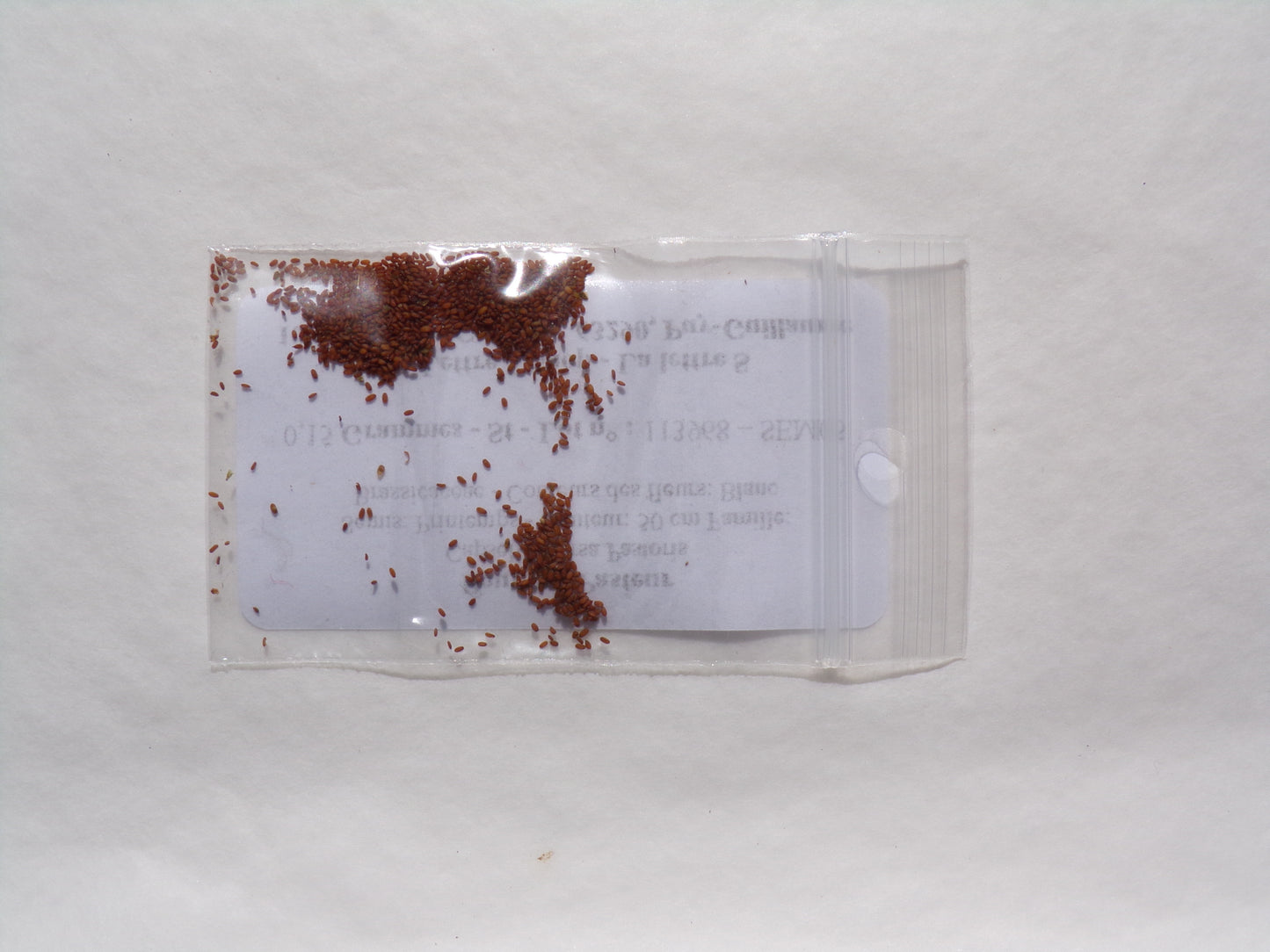 Bourse à Pasteur - Capsella Bursa Pastoris - SEM05