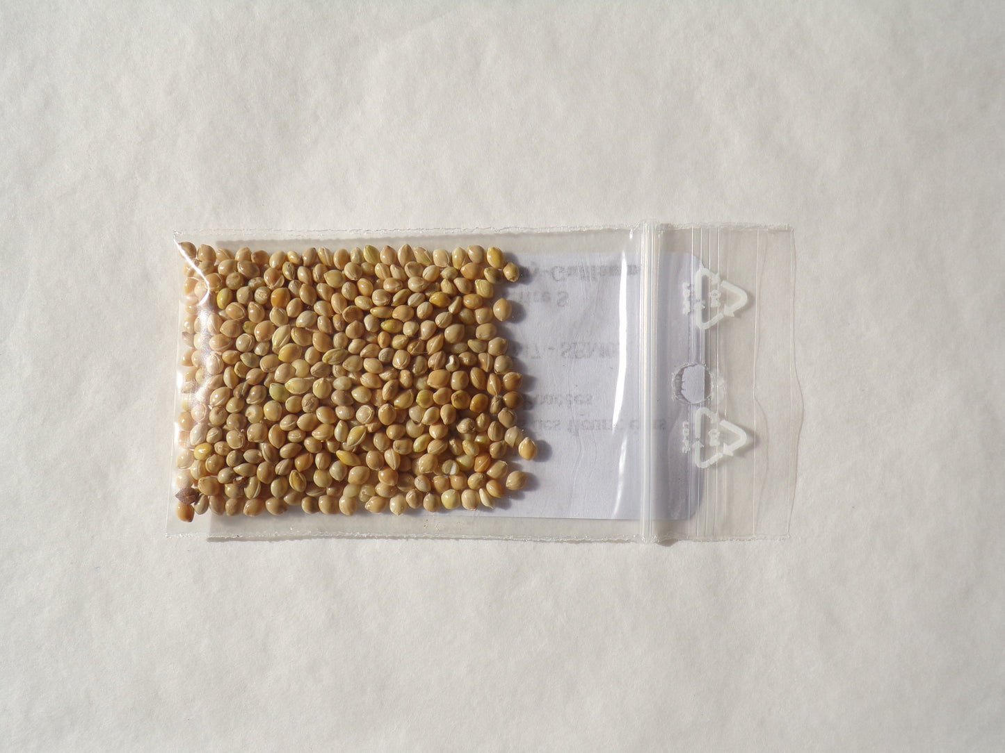 Millet Blanc - Panicum Millaceum - (Engrais Vert) SEM05