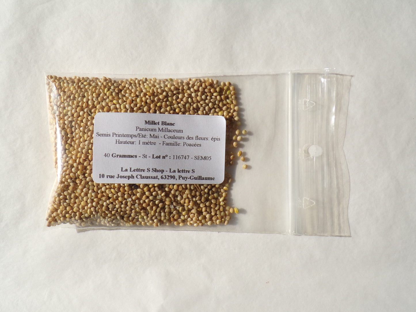 Millet Blanc - Panicum Millaceum - (Engrais Vert) SEM05