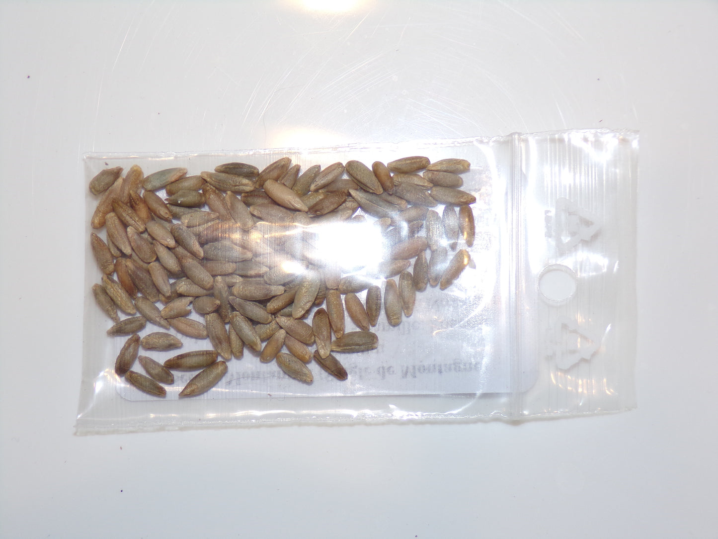 Secale Montanum (Seigle de Montagne) - Secale Strictum (Engrais Vert) SEM05