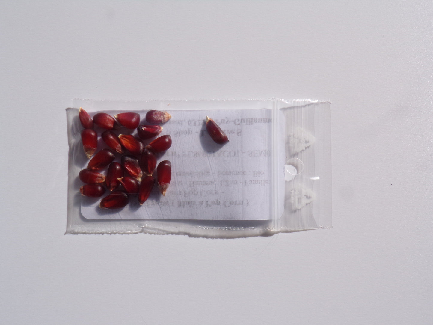Maïs Fraise (Maïs à Pop Corn) - Zea Mays Pop Corn - SEM01