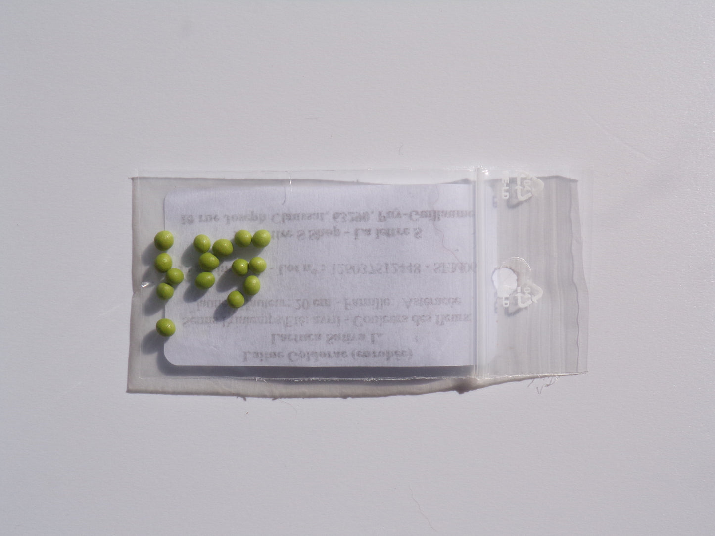 Laitue - Lactuca Sativa L. - SEM06