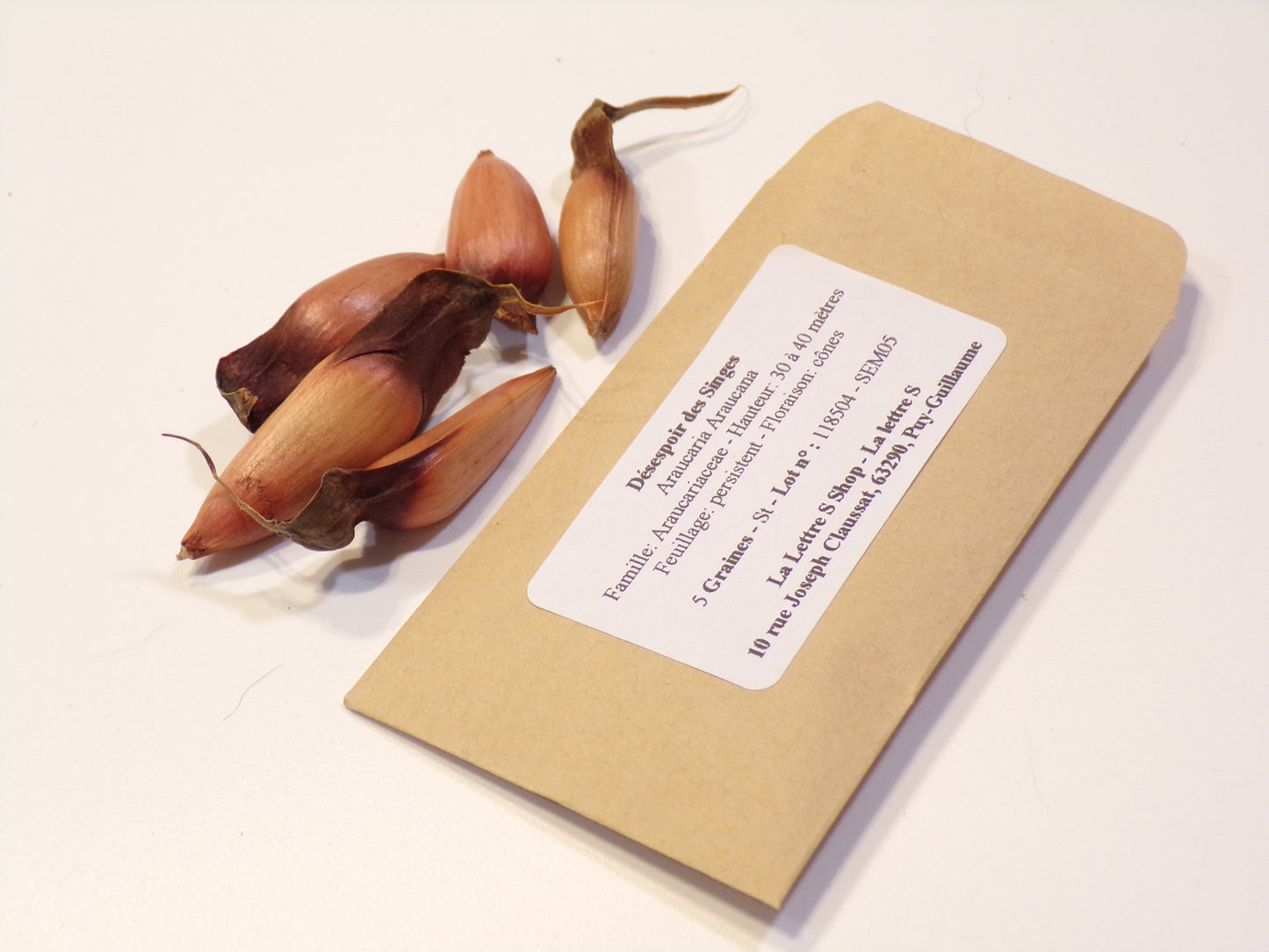 Désespoir des Singes - Araucaria Araucana - SEM05