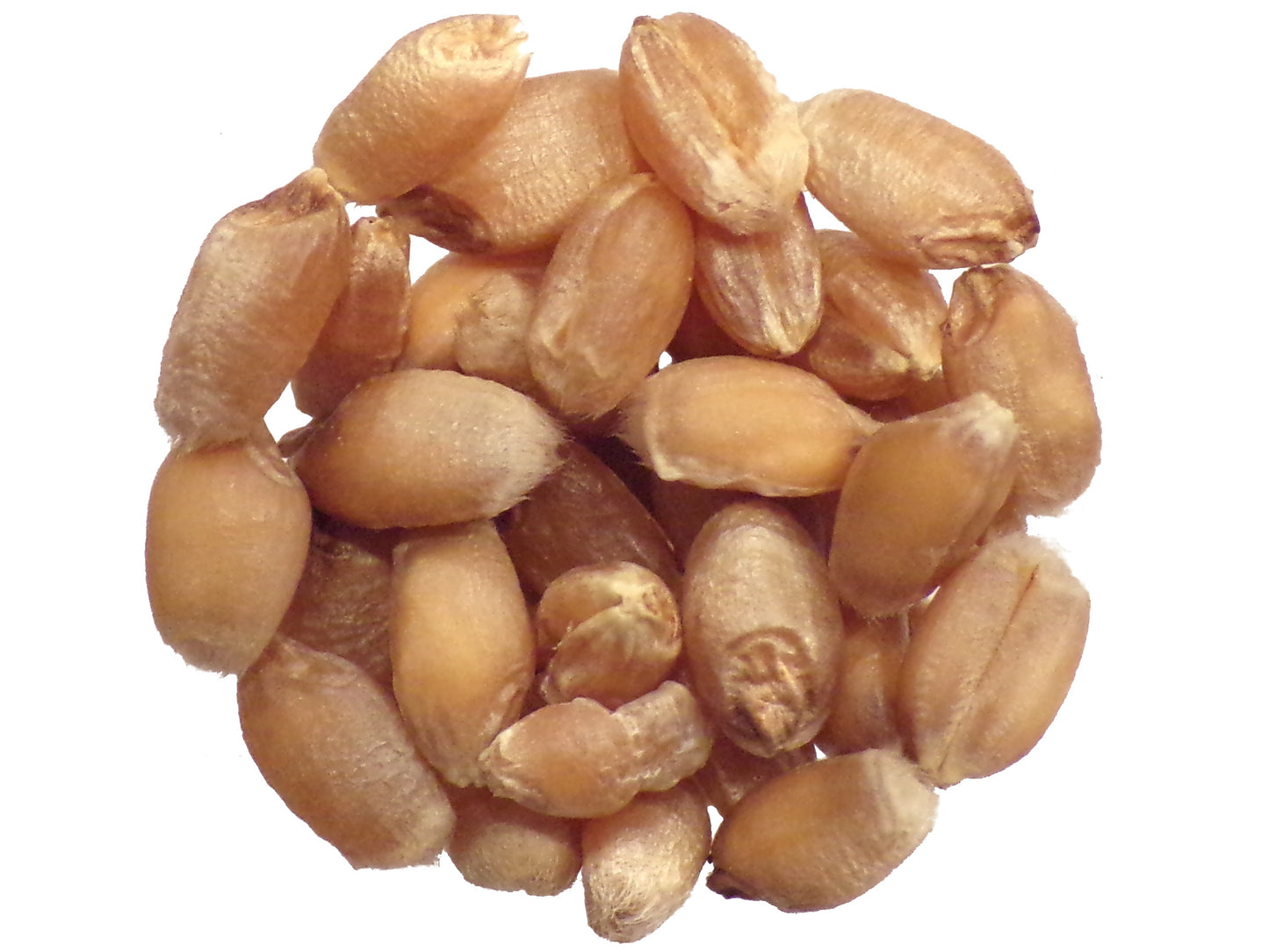 Blé Tendre de Printemps - Triticum Aestivum L. - SEM27