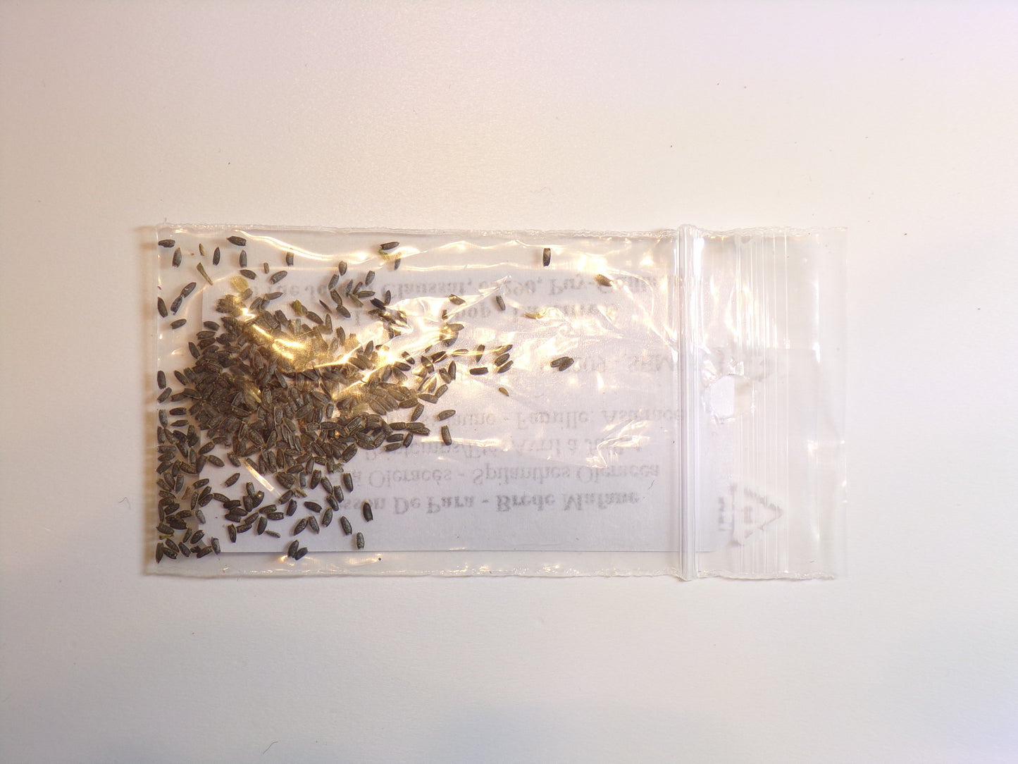 Cresson De Para - Brede Mafane – Acmella Oleracés - Spilanthes Oleracea - SEM05