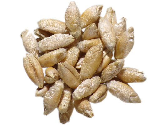 Triticale Bio - Triticosecale Spp. (Engrais Vert) SEM02