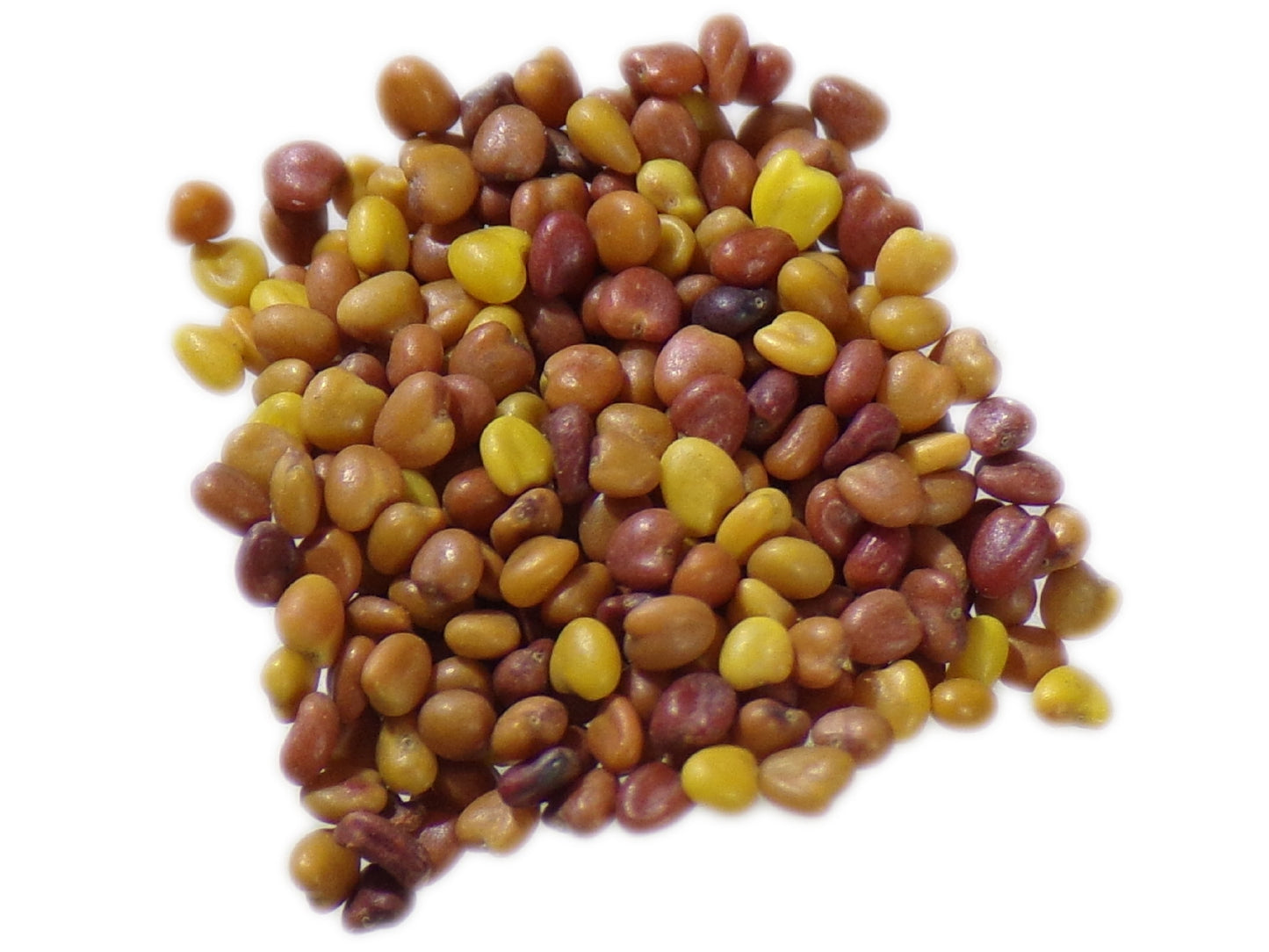 Trèfle Blanc Nain Mellifère - Trifolium Repens L (Engrais Vert) SEM27