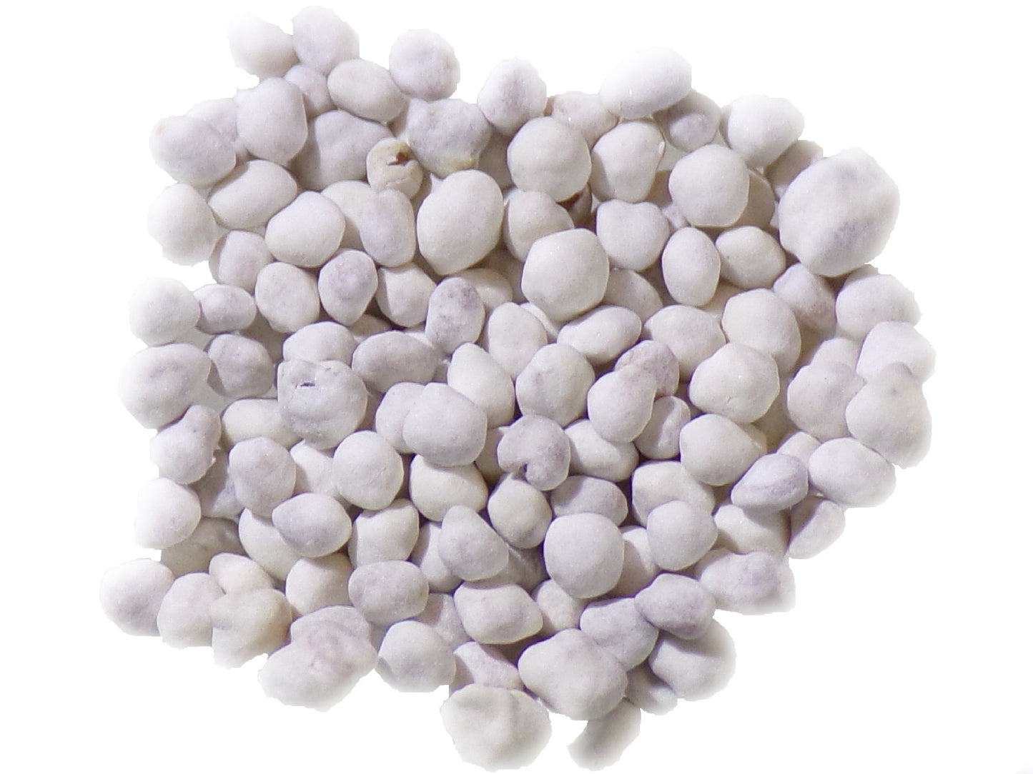 Trèfle Blanc - Trifolium Repens L (Engrais Vert) SEM05