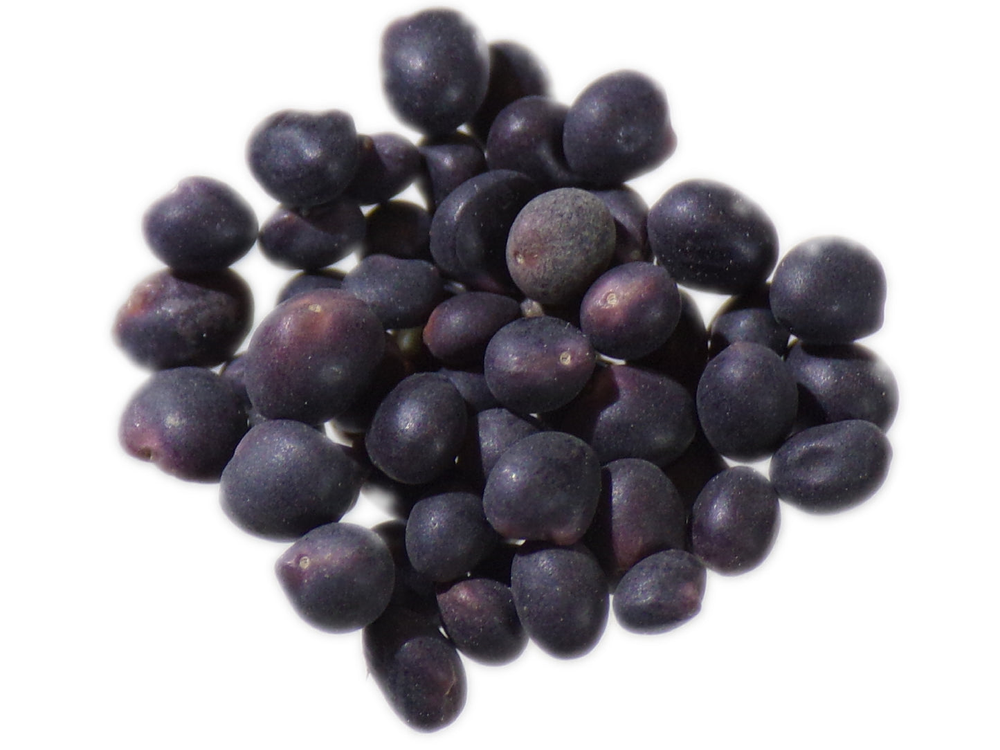 Trèfle Souterrain - Trifolium Subterraneum L. (Engrais Vert) SEM05