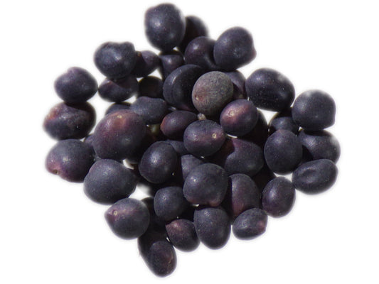 Trèfle Souterrain - Trifolium Subterraneum L. (Engrais Vert) SEM05