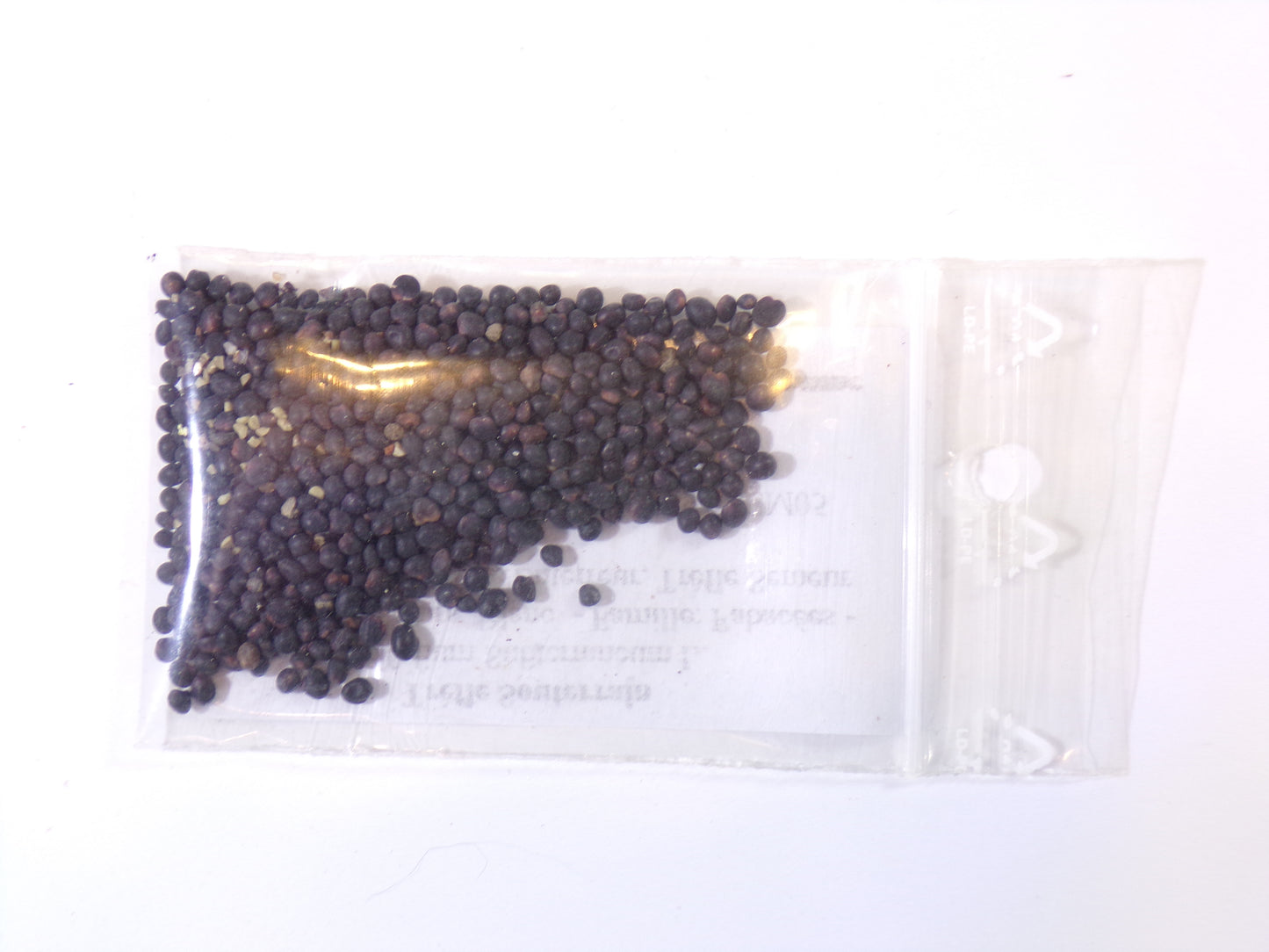 Trèfle Souterrain - Trifolium Subterraneum L. (Engrais Vert) SEM05