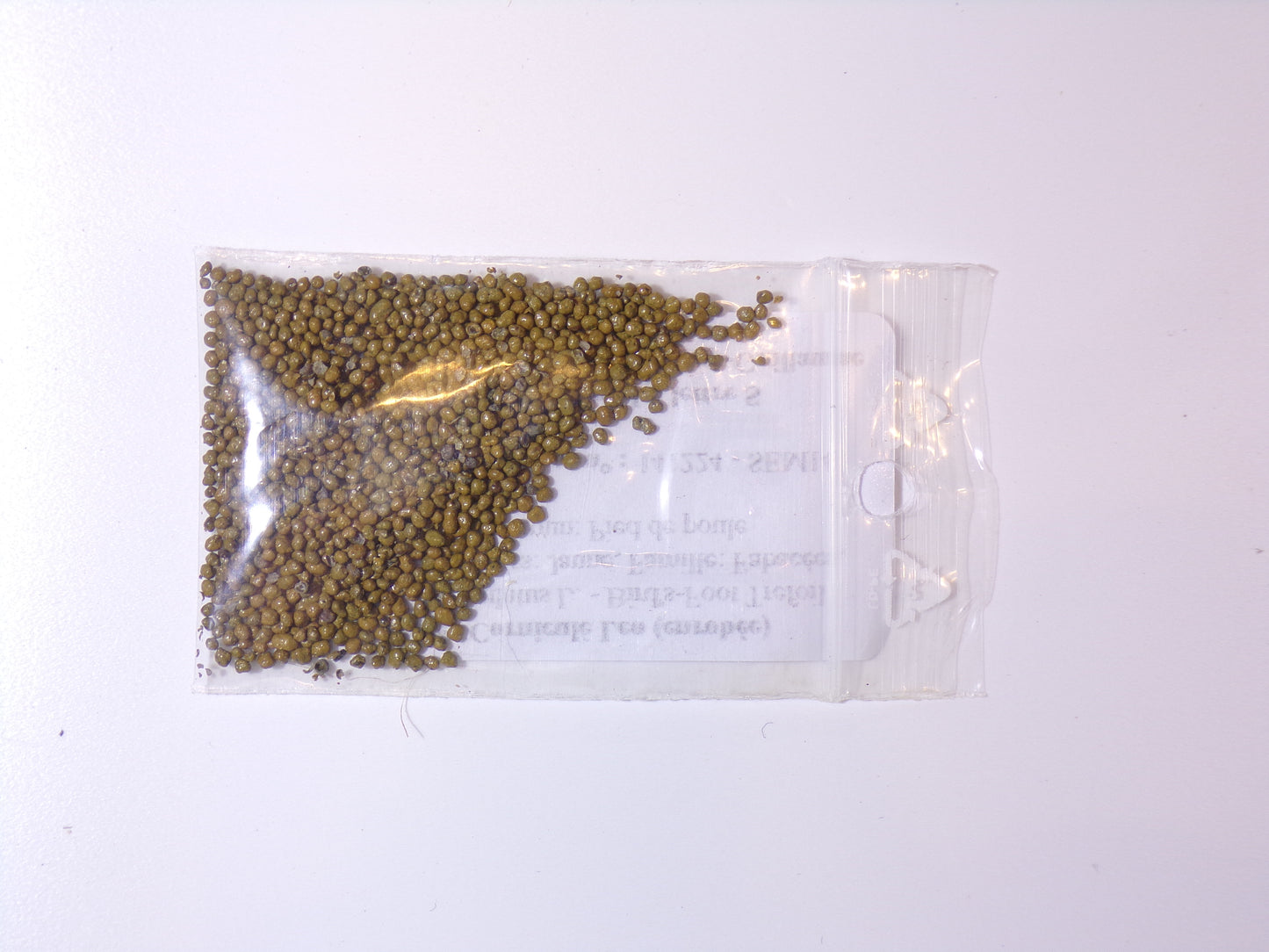 Lotier Corniculé - Lotus Corniculatus L. (Engrais Vert) SEM14