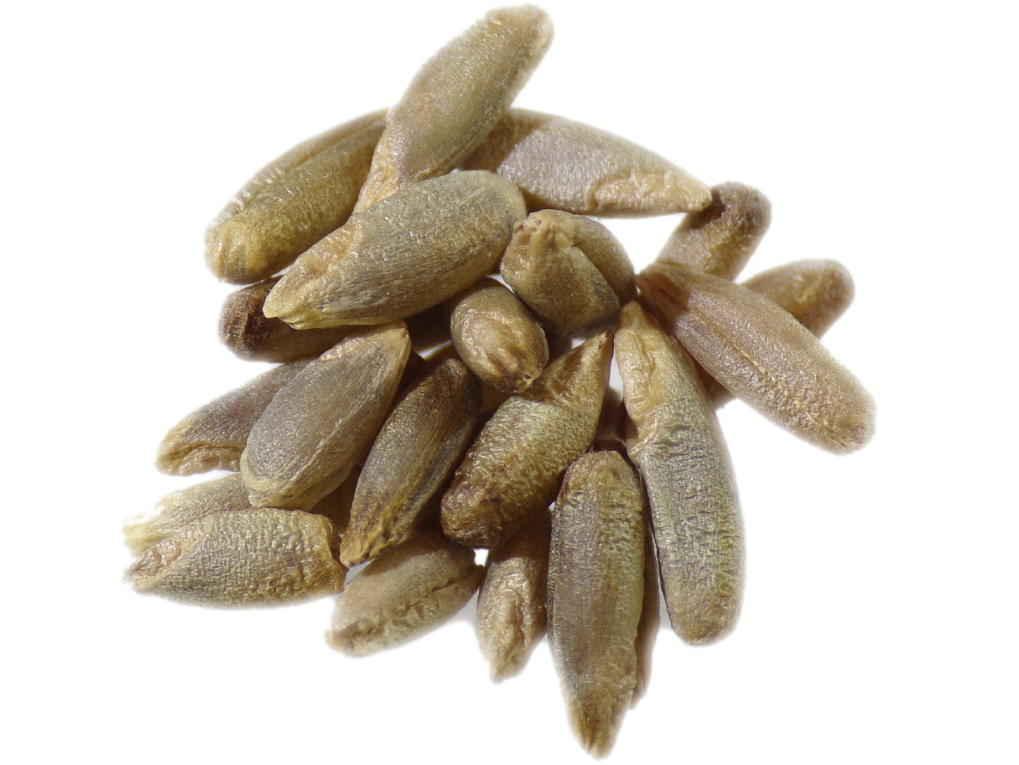 Seigle Forestier - Secale Cereale L. (Engrais Vert) SEM14