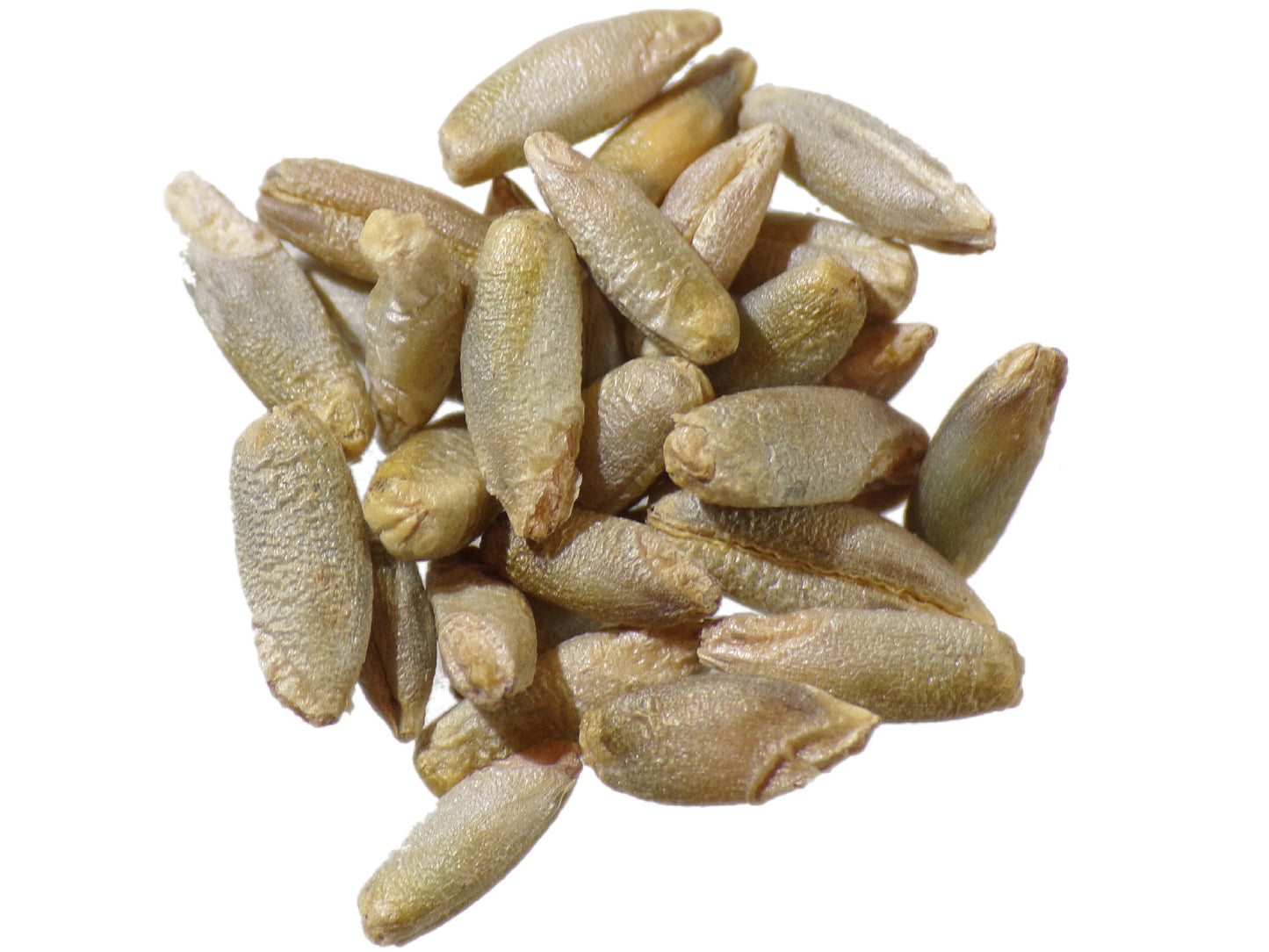 Seigle - Secale Cereale (Engrais Vert) SEM27