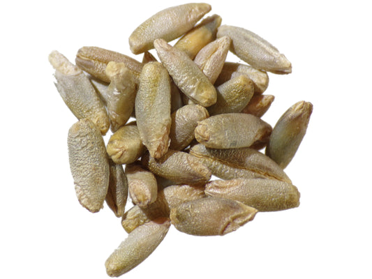 Seigle - Secale Cereale (Engrais Vert) SEM27