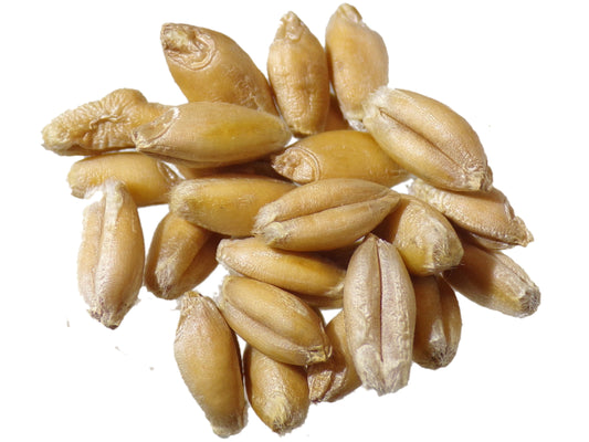 Triticale - Triticosecale (Engrais Vert) - SEM03