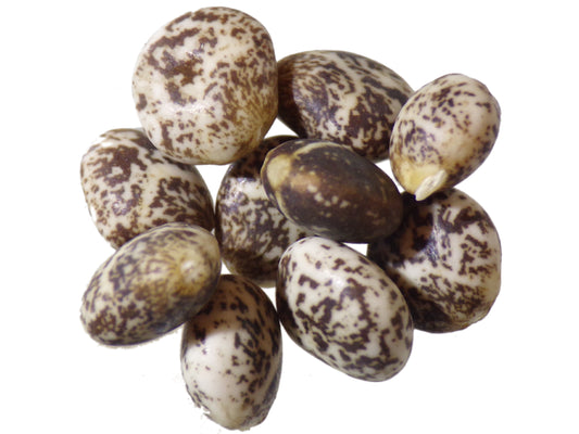 Lupin Jaune Doux - Lupinus Luteus (Engrais Vert) SEM03