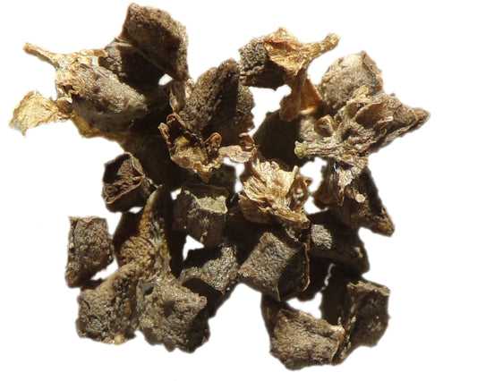 Vipérine de Ténérife - Echium Wildretii - SEM07