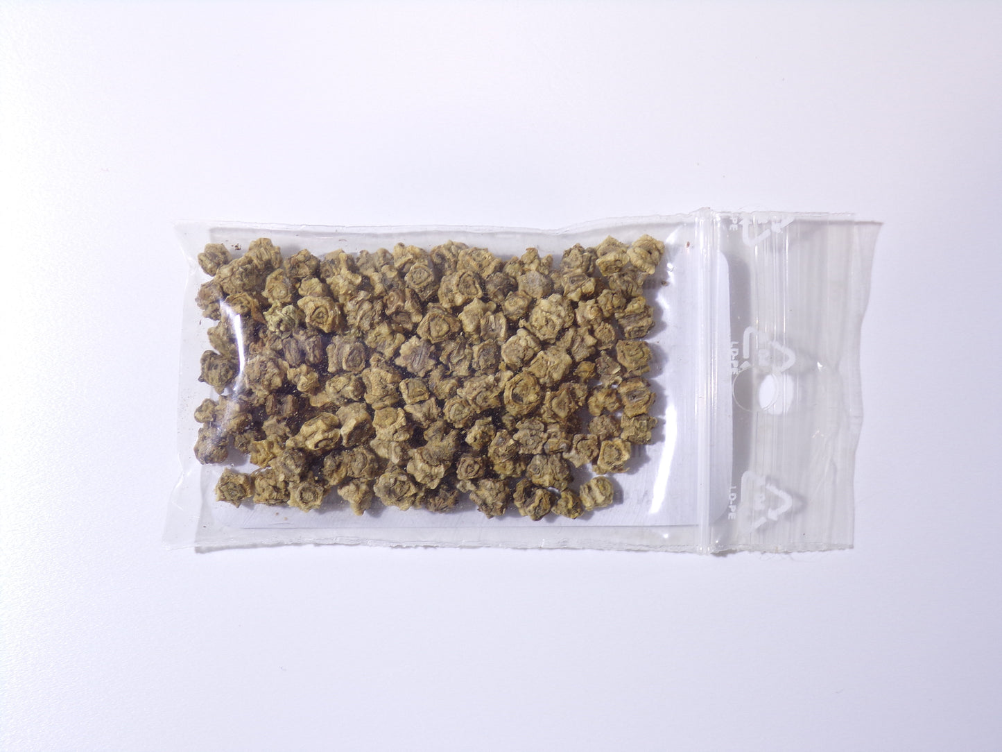 Betterave Fourragère Rossa Mammouth NT - Beta Vulgaris - SEM27