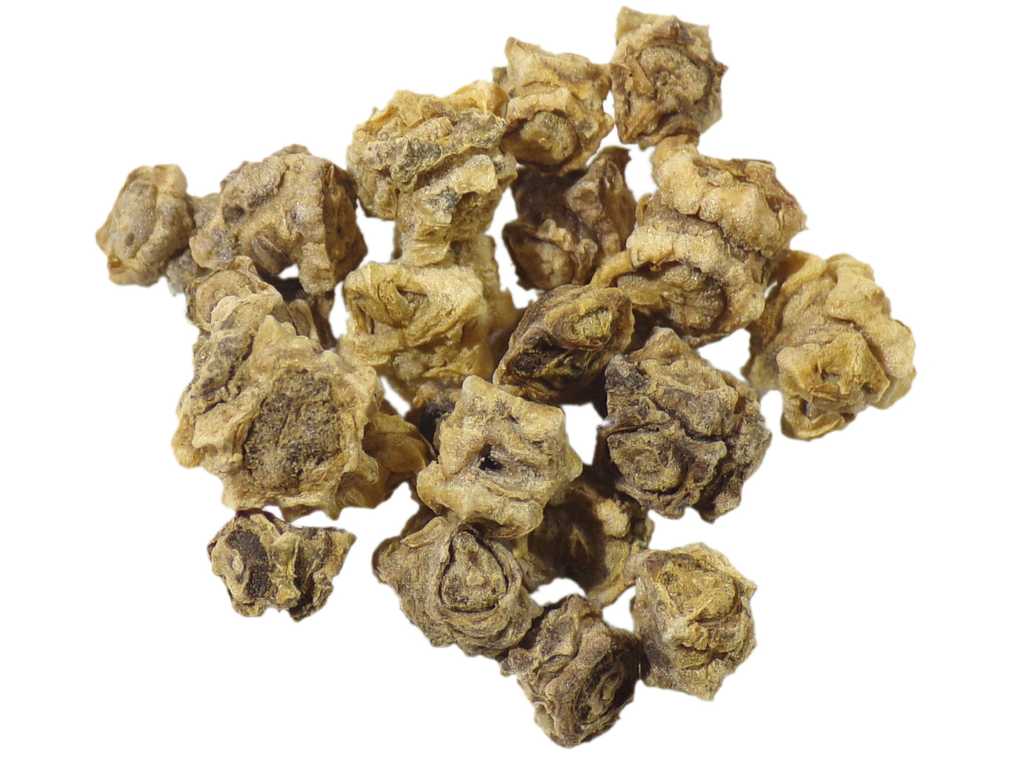 Betterave Fourragère Rossa Mammouth NT - Beta Vulgaris - SEM27