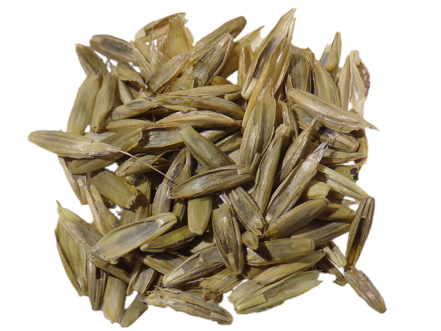 Ray-Grass d’Italie NT - Lolium Multiflorum (Engrais Vert) - SEM27