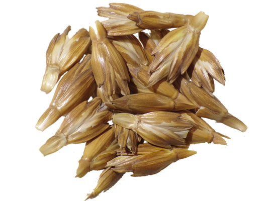 Épeautre Bio - Triticum Spelta L
