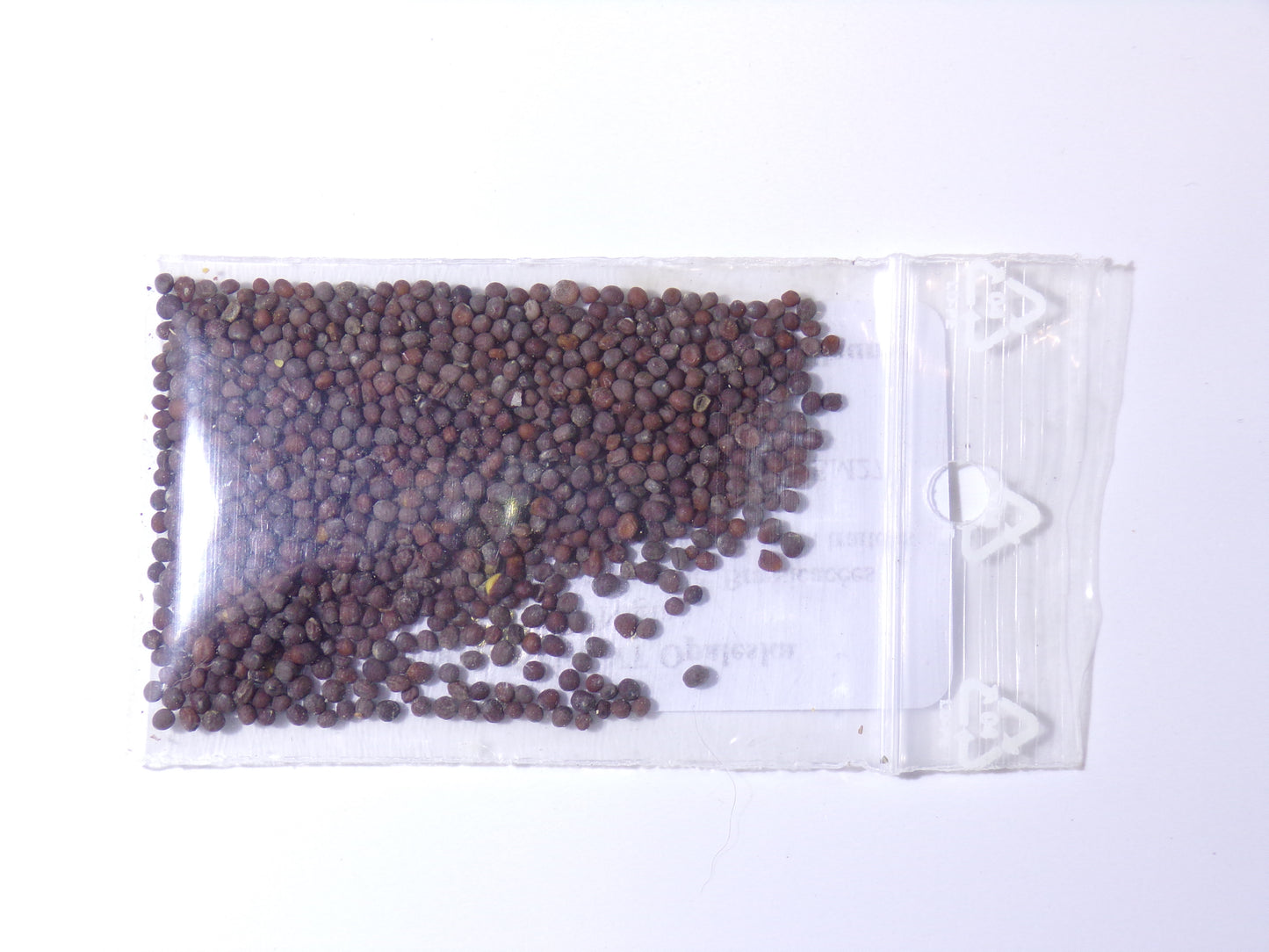 Moutarde Noire NT - Brassica Nigra (Engrais Vert) SEM27