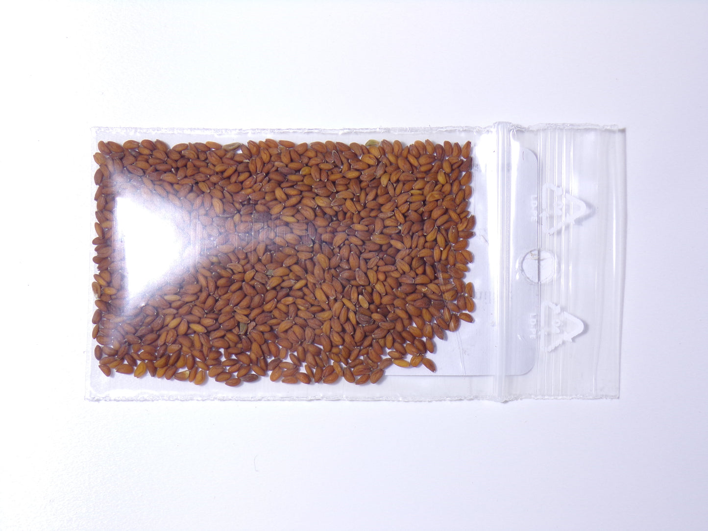 Cresson Alénois Frisé NT - Lepidium Sativum L. - SEM27