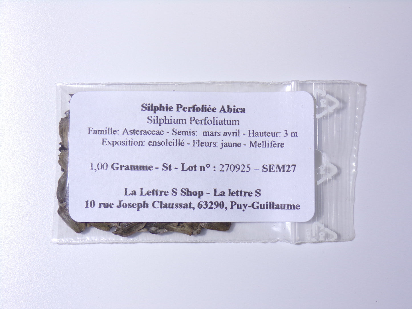 Silphie Perfoliée - Silphium Perfoliatum – SEM27