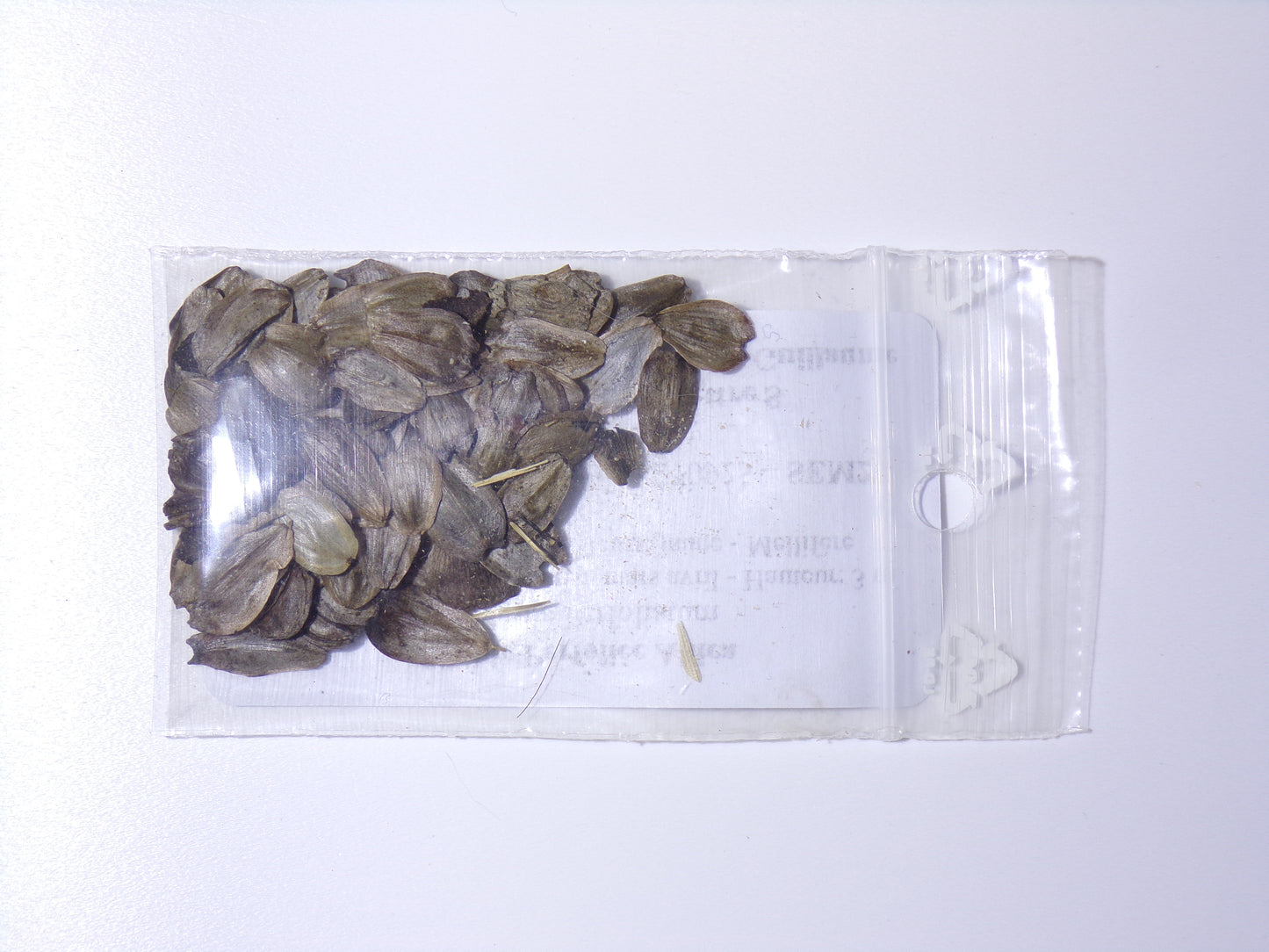 Silphie Perfoliée - Silphium Perfoliatum – SEM27