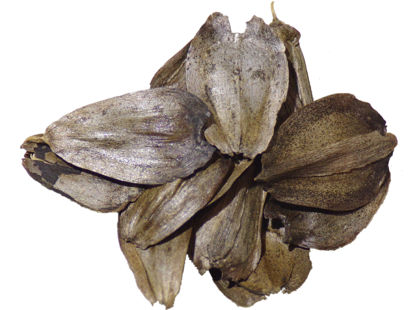 Silphie Perfoliée - Silphium Perfoliatum – SEM27