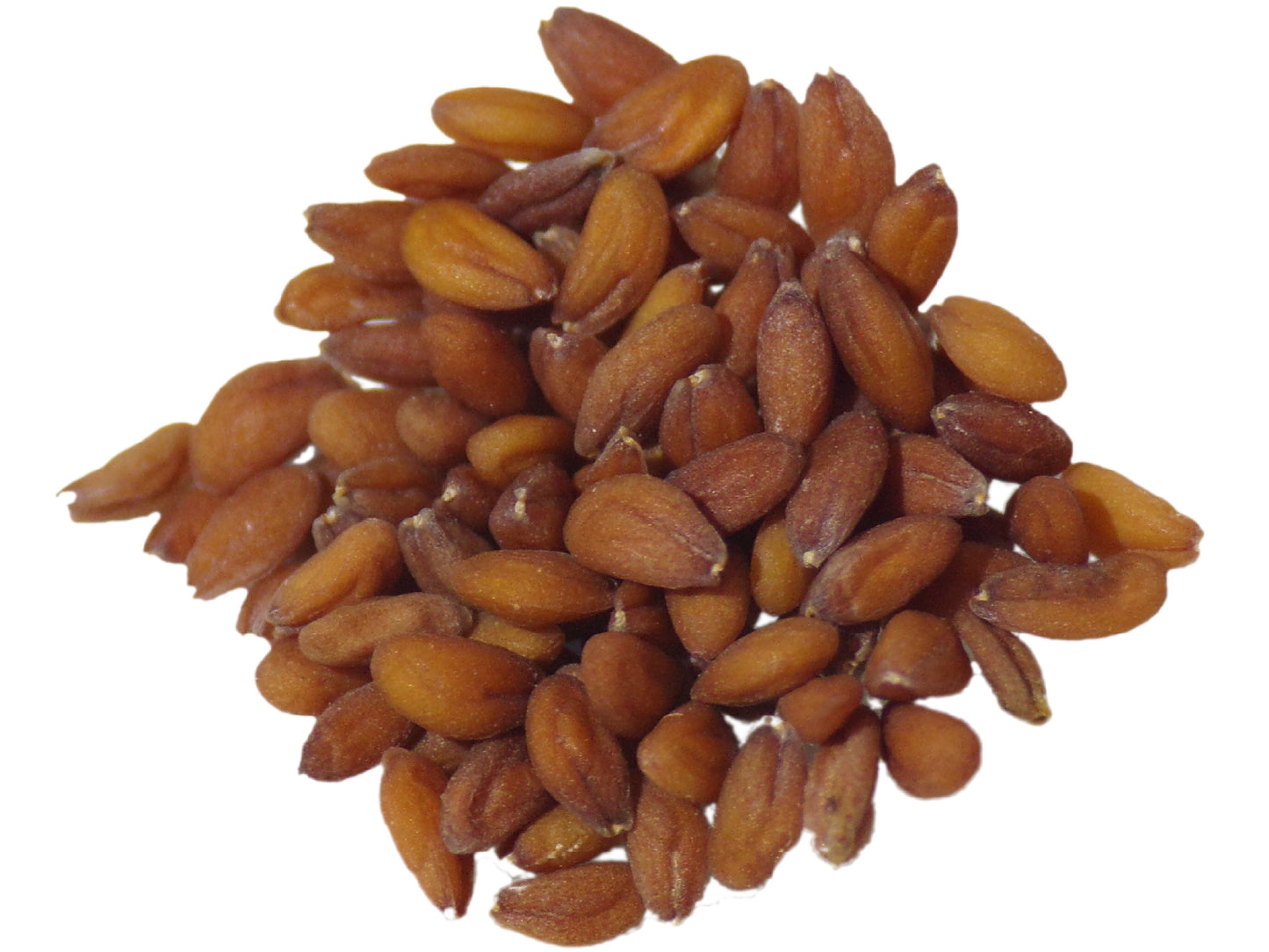 Cresson Alénois Frisé NT - Lepidium Sativum L. - SEM27