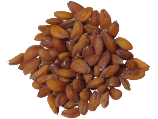 Cresson Alénois Frisé NT - Lepidium Sativum L. - SEM27