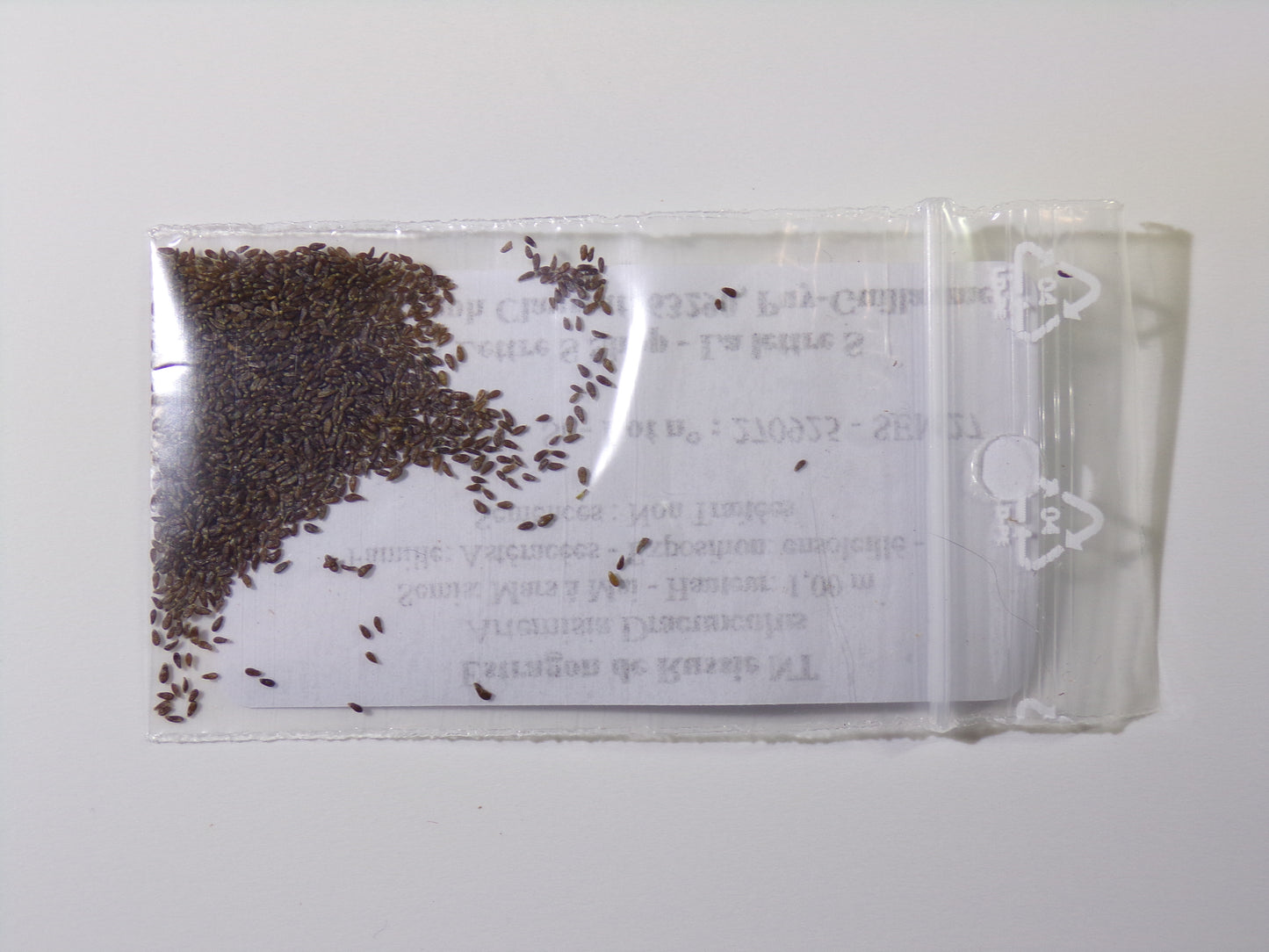 Estragon de Russie NT - Artemisia Dracunculus - SEM27