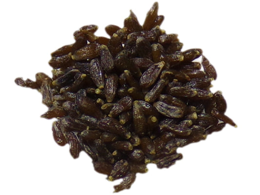 Estragon de Russie NT - Artemisia Dracunculus - SEM27