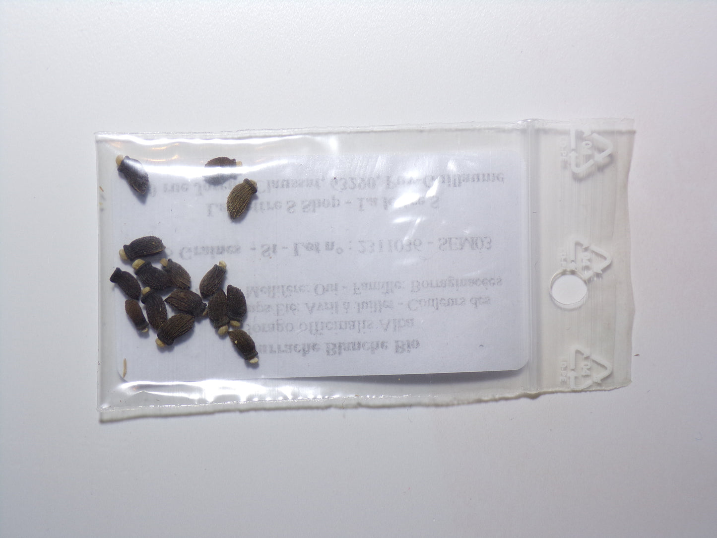 Bourrache Blanche Bio - Borago Officinalis Alba (Engrais Vert) SEM03