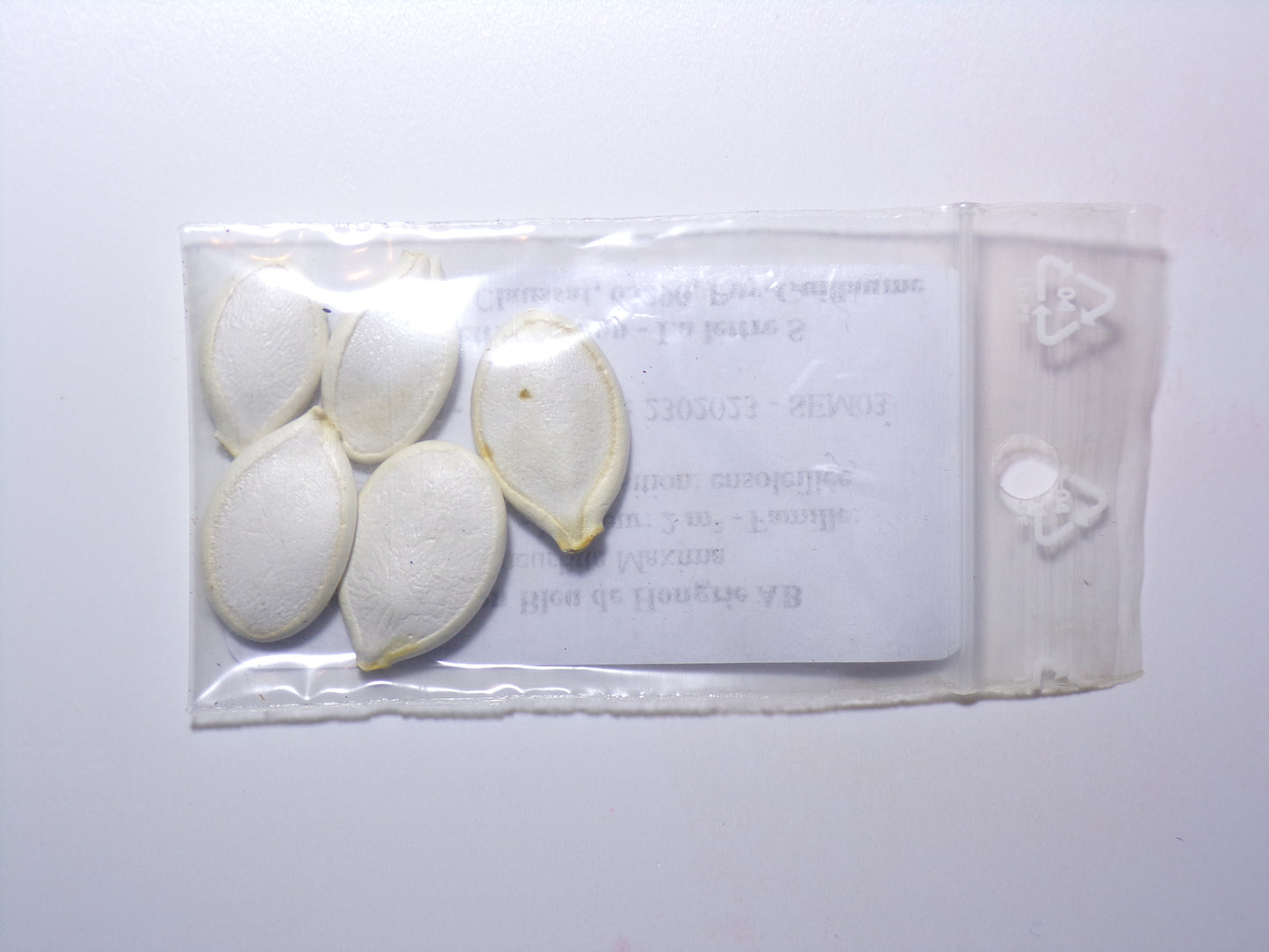 Potiron Bleu de Hongrie AB - Cucurbita Maxima - SEM03