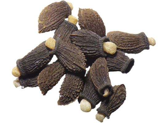 Bourrache Blanche Bio - Borago Officinalis Alba (Engrais Vert) SEM03