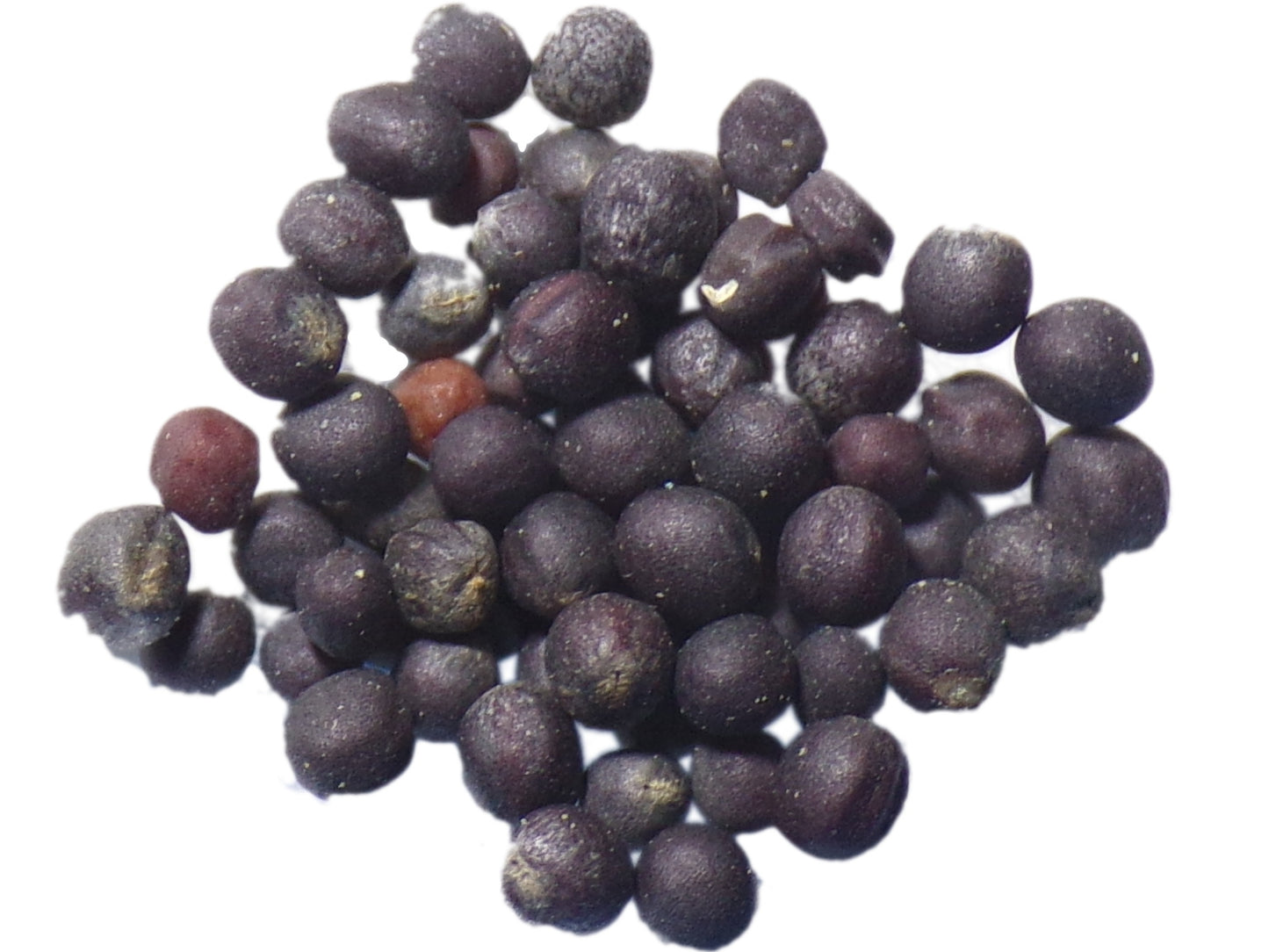 Colza Fourrager NT - Brassica Napus