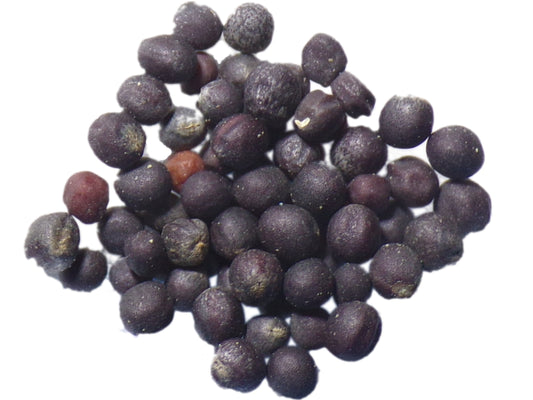Colza Fourrager NT - Brassica Napus