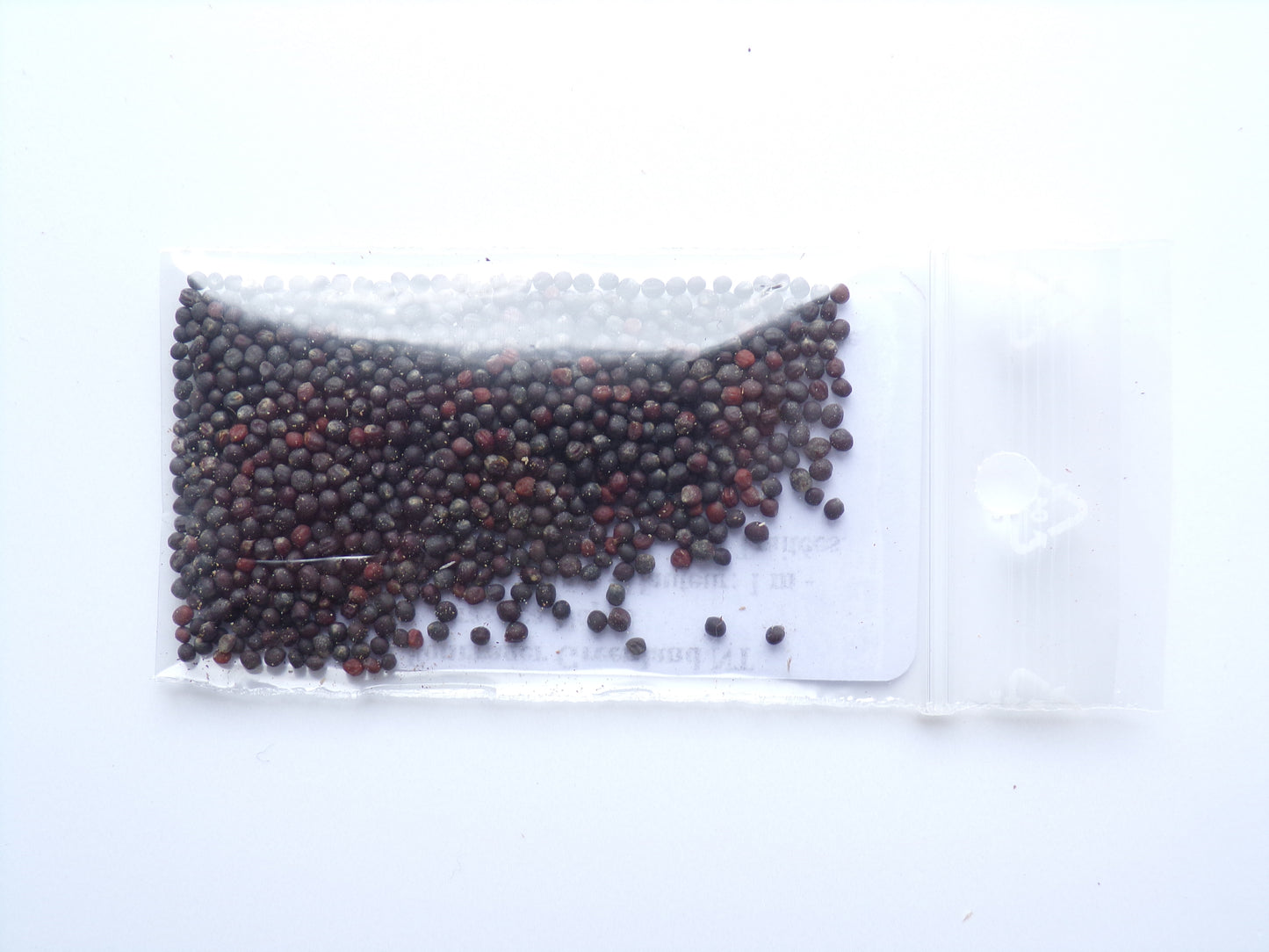 Colza Fourrager NT - Brassica Napus
