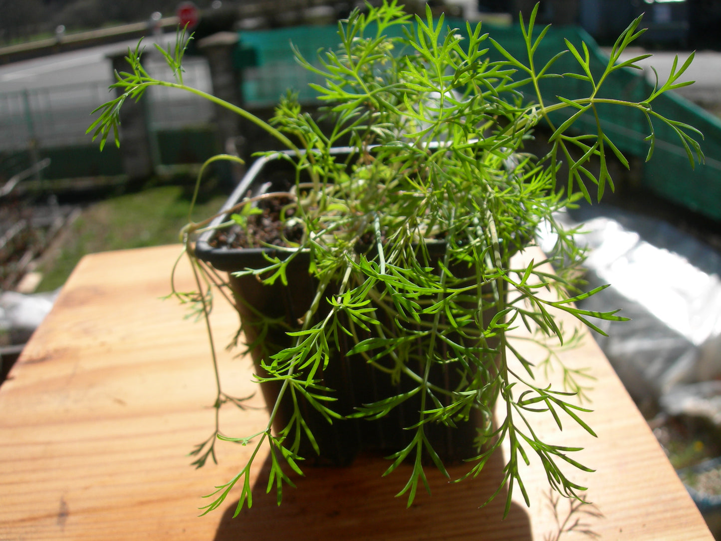 Aneth Officinale Bio - Anethum Graveolens L. - SEM02