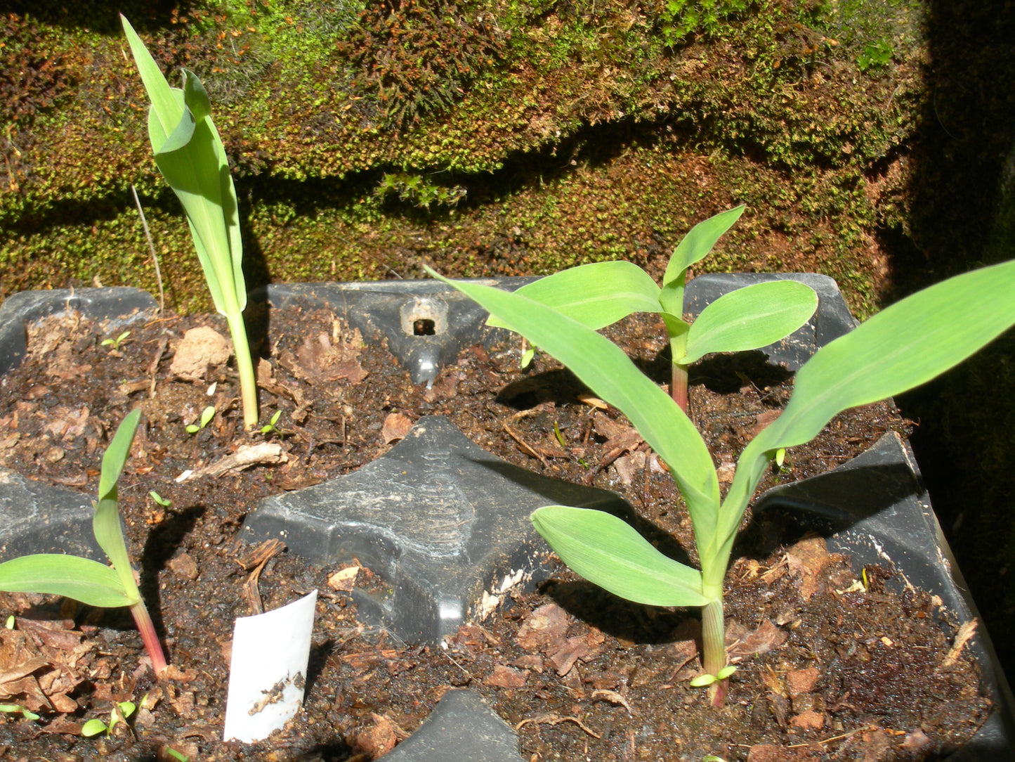 Maïs Doux - Zea Mays Convar. Saccarata L. - SEM02